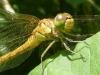 Sympetrum meridionale